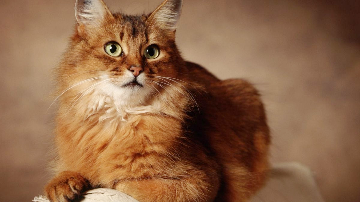 猫咪患有脂肪肝的症状有哪些？